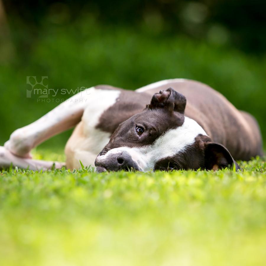 Enlarge Chandler, an adoptable American Bulldog in Reisterstown, MD image 3/5