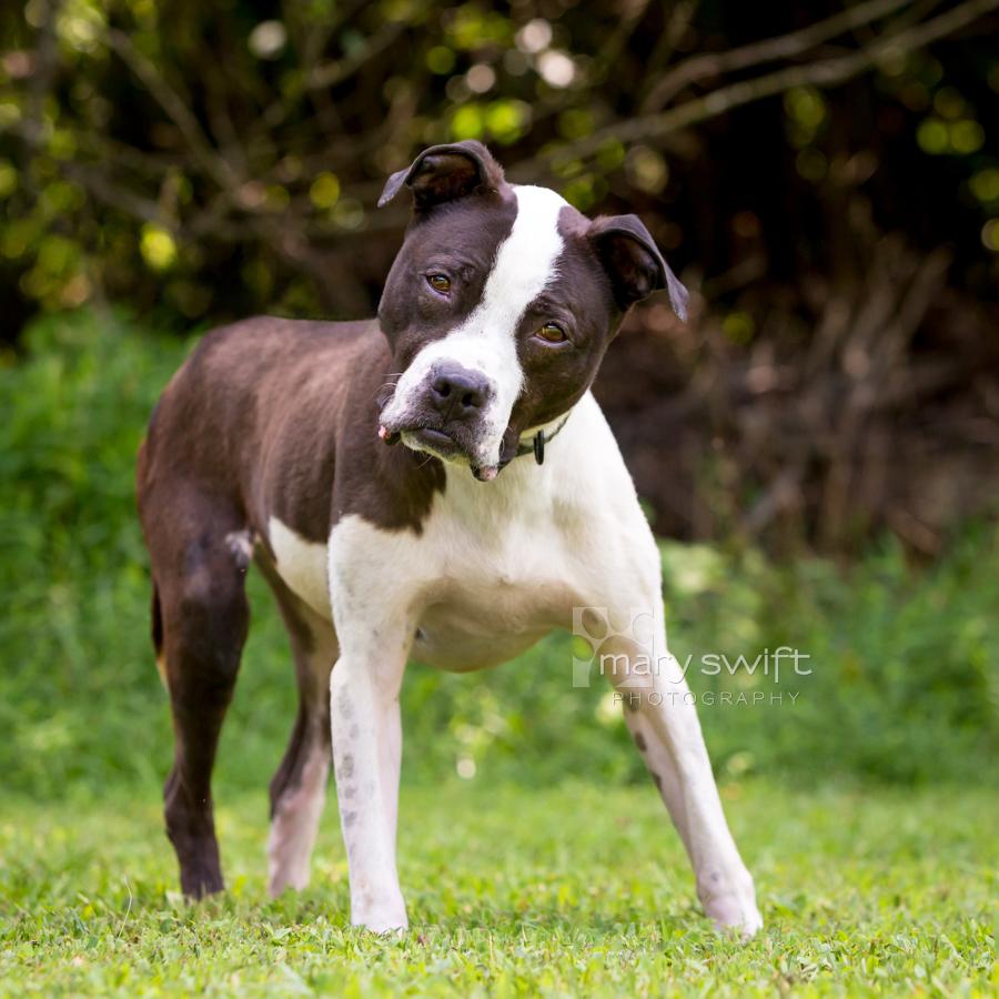 Enlarge Chandler, an adoptable American Bulldog in Reisterstown, MD image 4/5