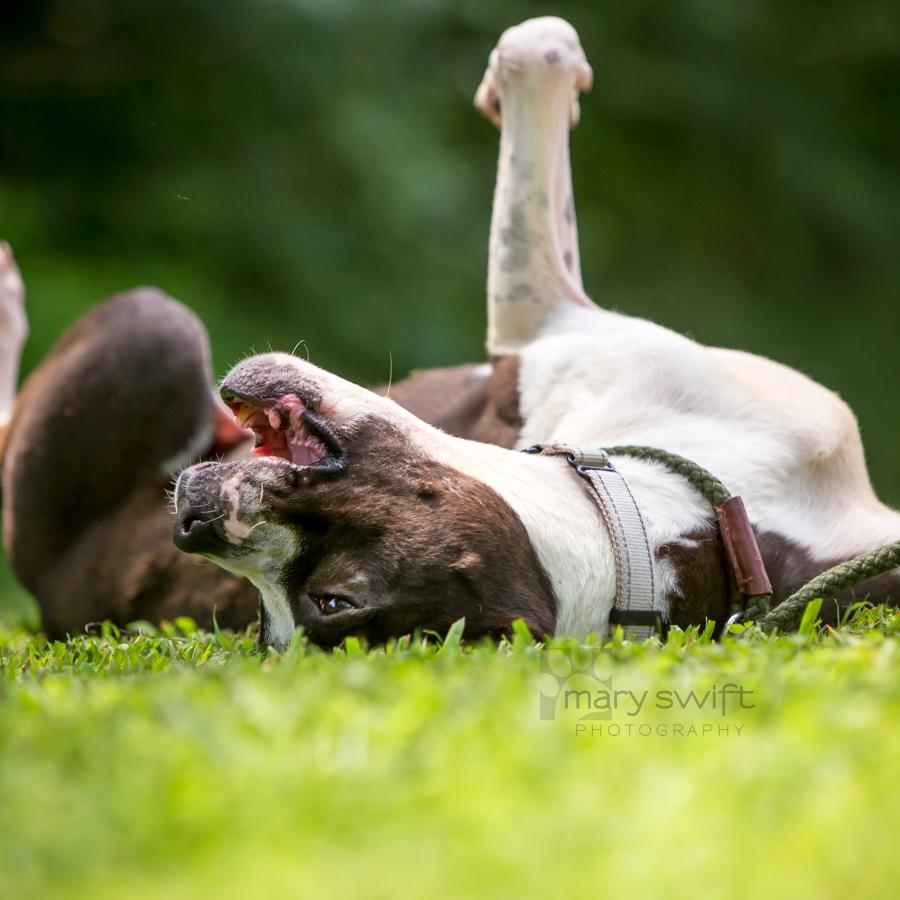 Enlarge Chandler, an adoptable American Bulldog in Reisterstown, MD image 2/5