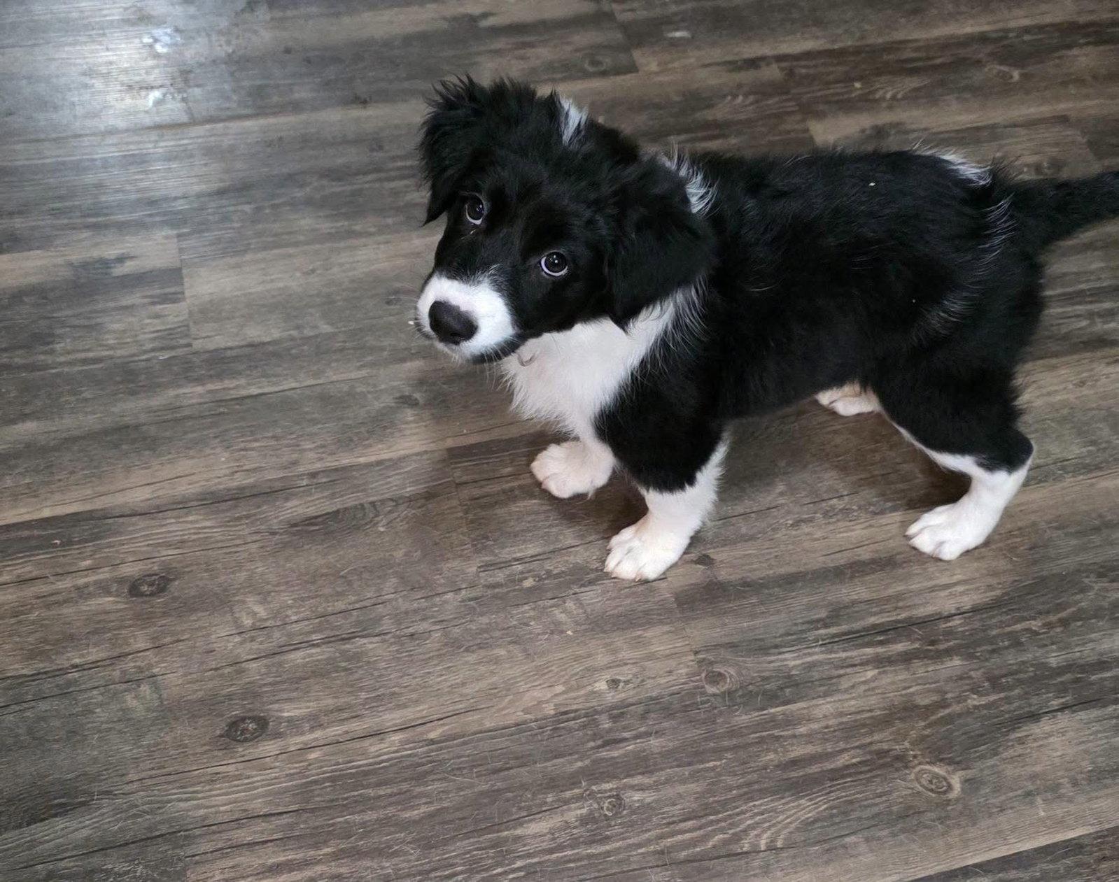 Caddie, Adopted, Puppy Female Australian Shepherd.