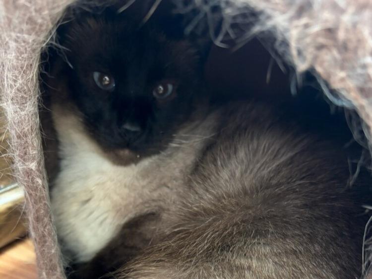 Ursula, Adoptable, Adult Female Domestic Short Hair & Siamese.