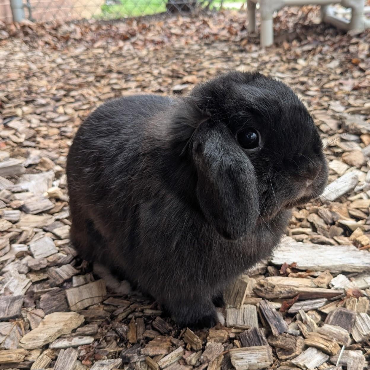 Enlarge Jet Jade- #50816, an adopted Holland Lop in Columbia, MD image 2/3