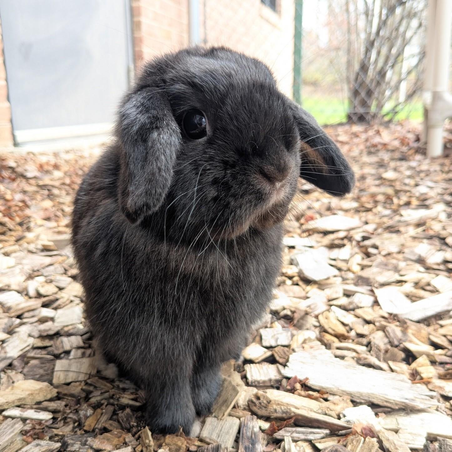 Enlarge Jet Jade- #50816, an adopted Holland Lop in Columbia, MD image 1/3