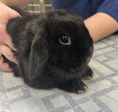 Enlarge Jet Jade- #50816, an adopted Holland Lop in Columbia, MD image 3/3