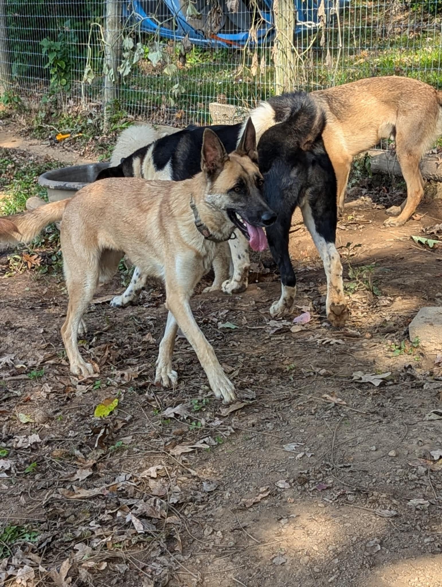 Enlarge Mazie, a Adoptable German Shepherd Dog in Darlington, MD image 2/4