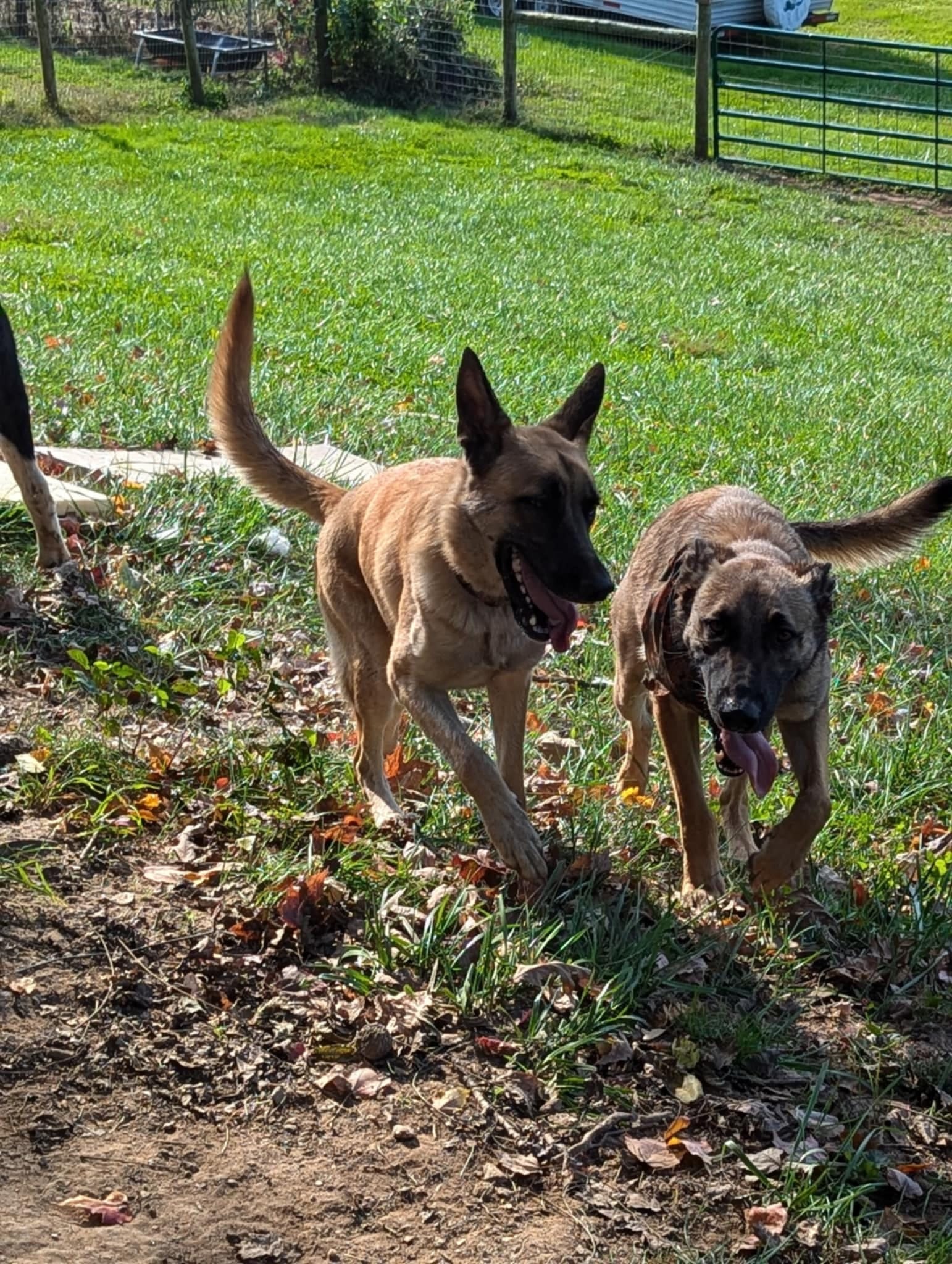 Enlarge Mazie, a Adoptable German Shepherd Dog in Darlington, MD image 3/4