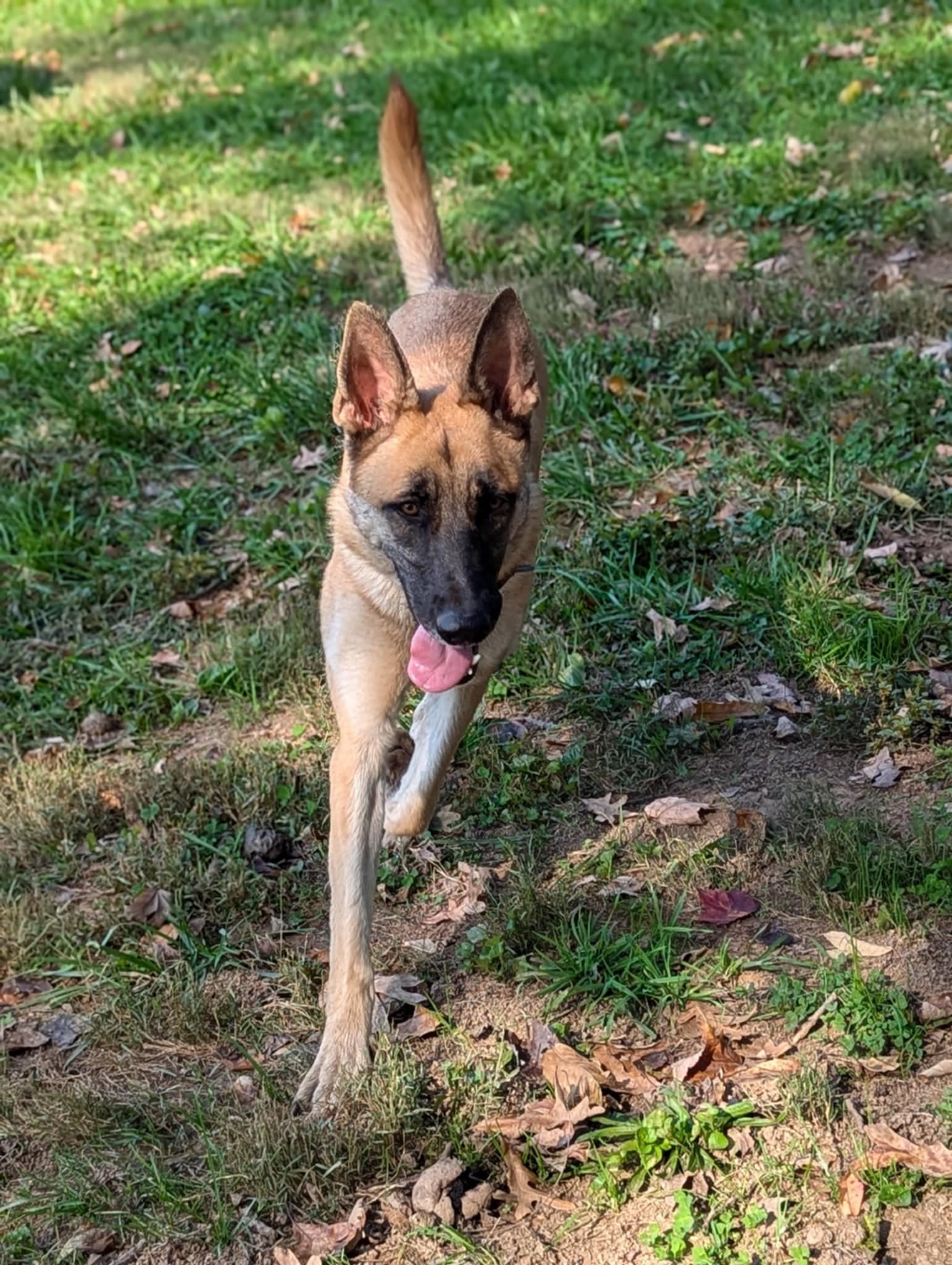Enlarge Mazie, a Adoptable German Shepherd Dog in Darlington, MD image 1/4