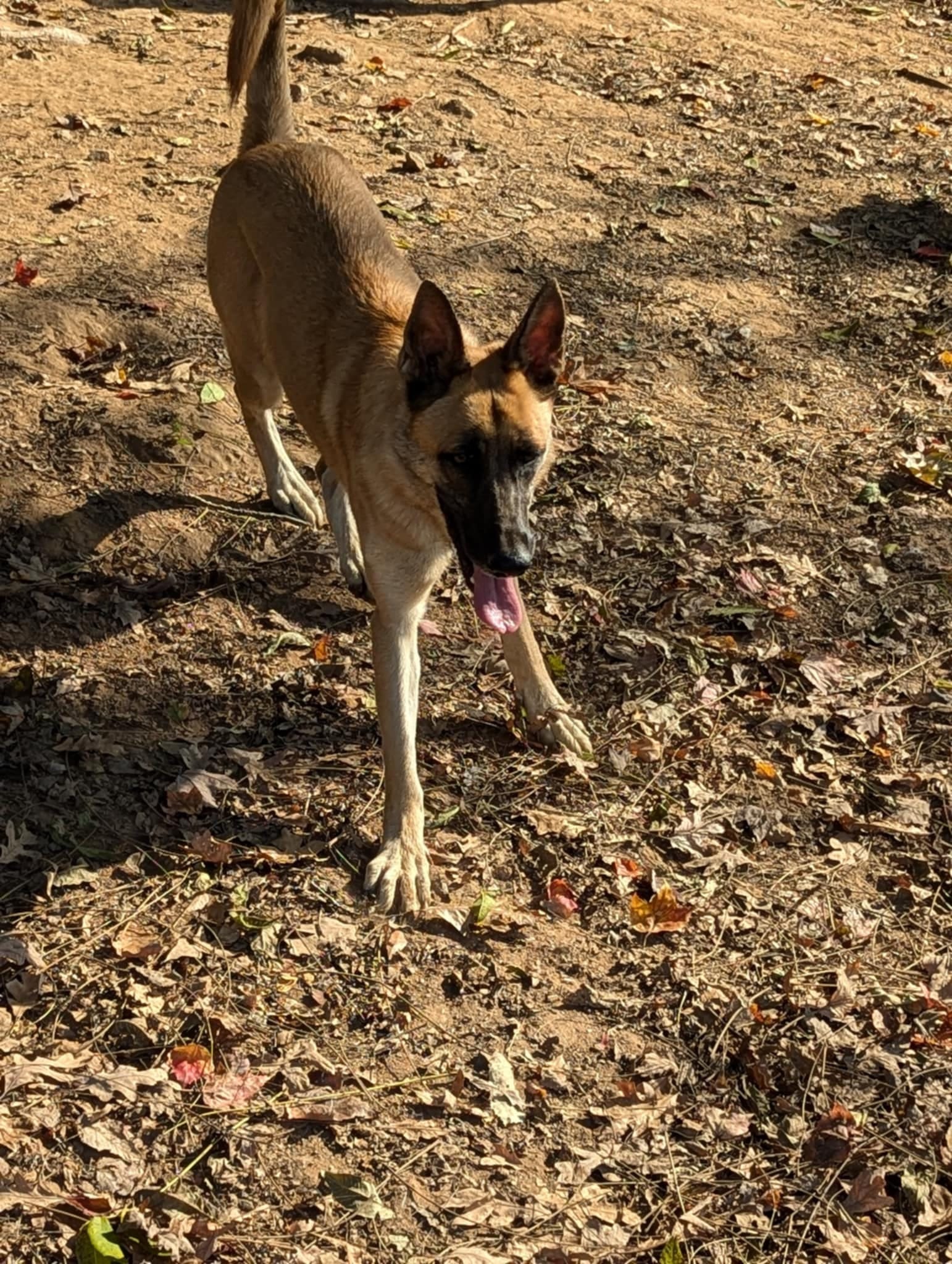 Enlarge Mazie, a Adoptable German Shepherd Dog in Darlington, MD image 4/4