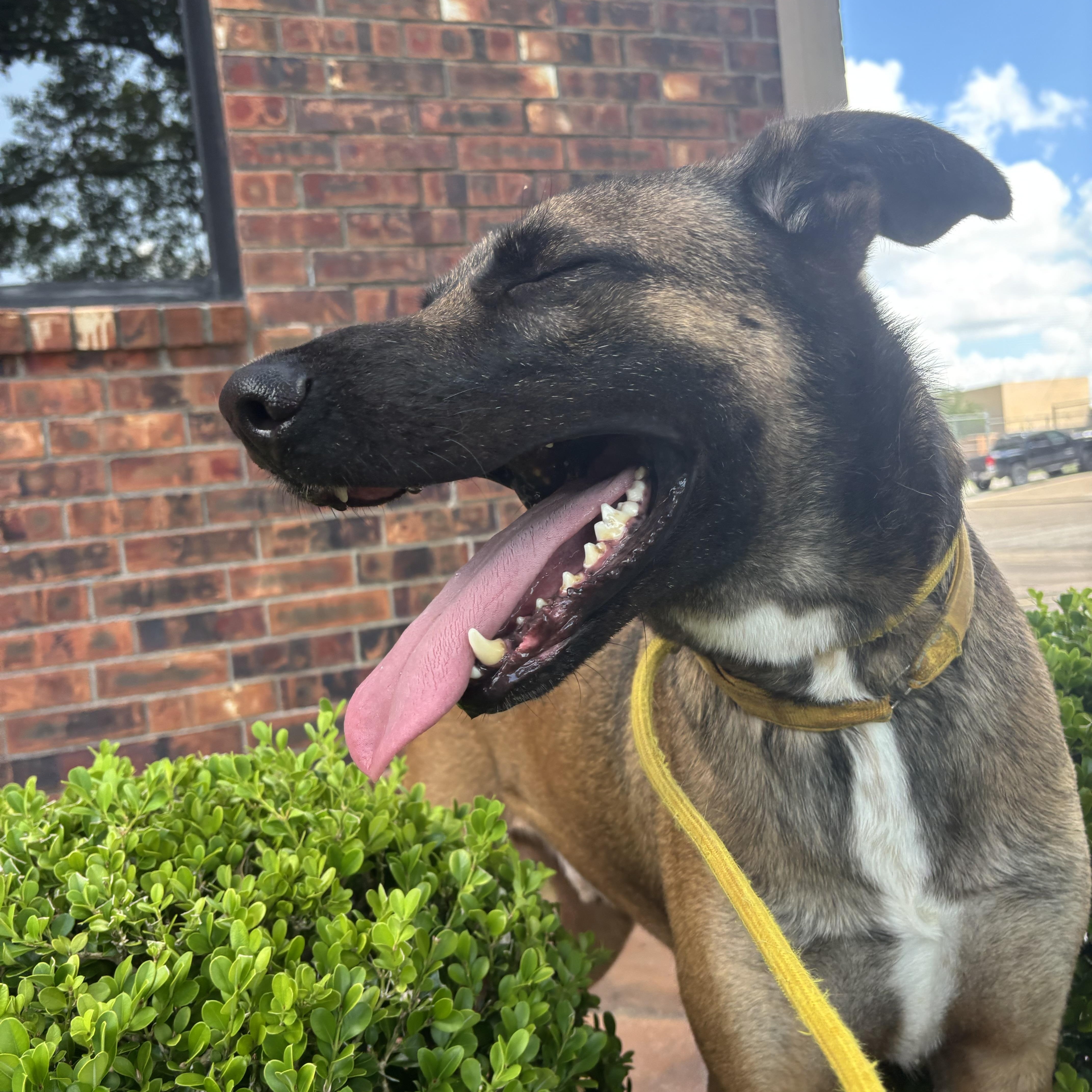 Enlarge Raider, a Adoptable mixed breed in Portland, ME image 2/5