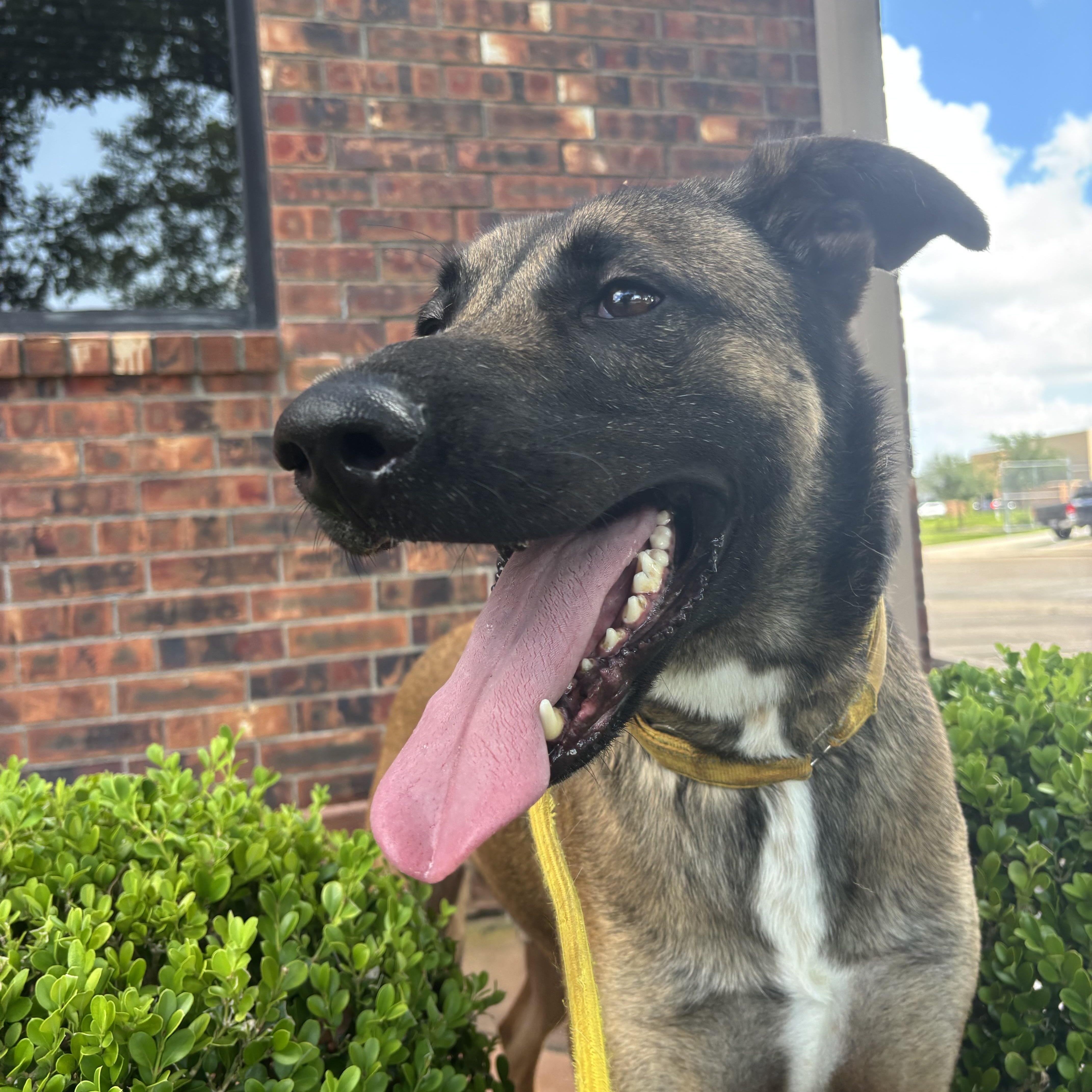 Enlarge Raider, a Adoptable mixed breed in Portland, ME image 5/5