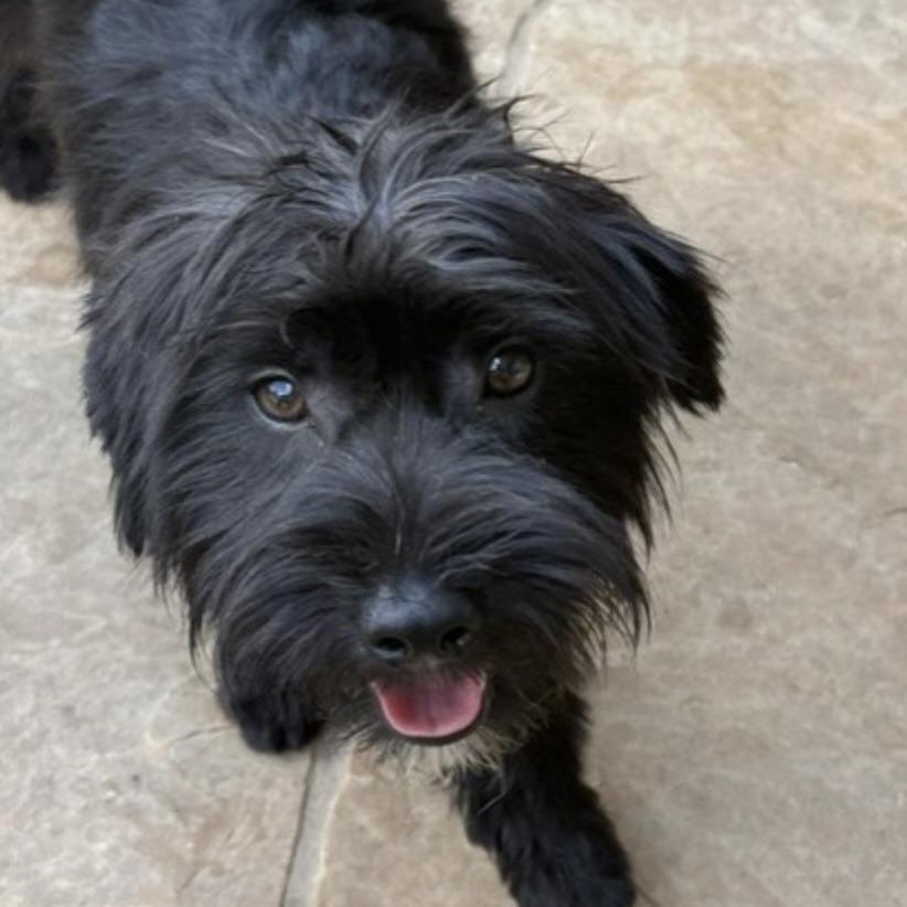 Enlarge SIMON, an adopted mixed breed in quicksburg, VA image 6/6