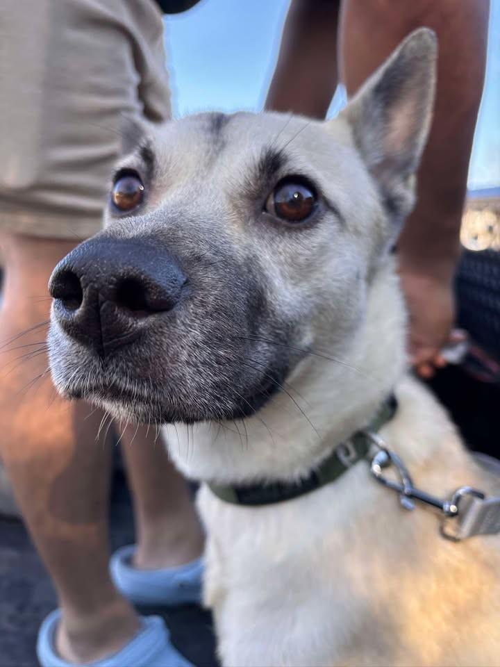 Lucky Female Shepherd Needs Rehoming, adopted, Young Female German Shepherd Dog.