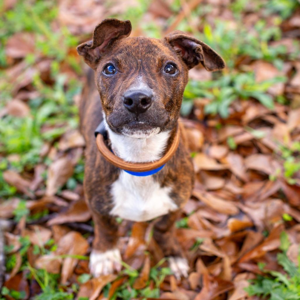Lightning, Adoptable, Puppy Male Dachshund & Terrier.