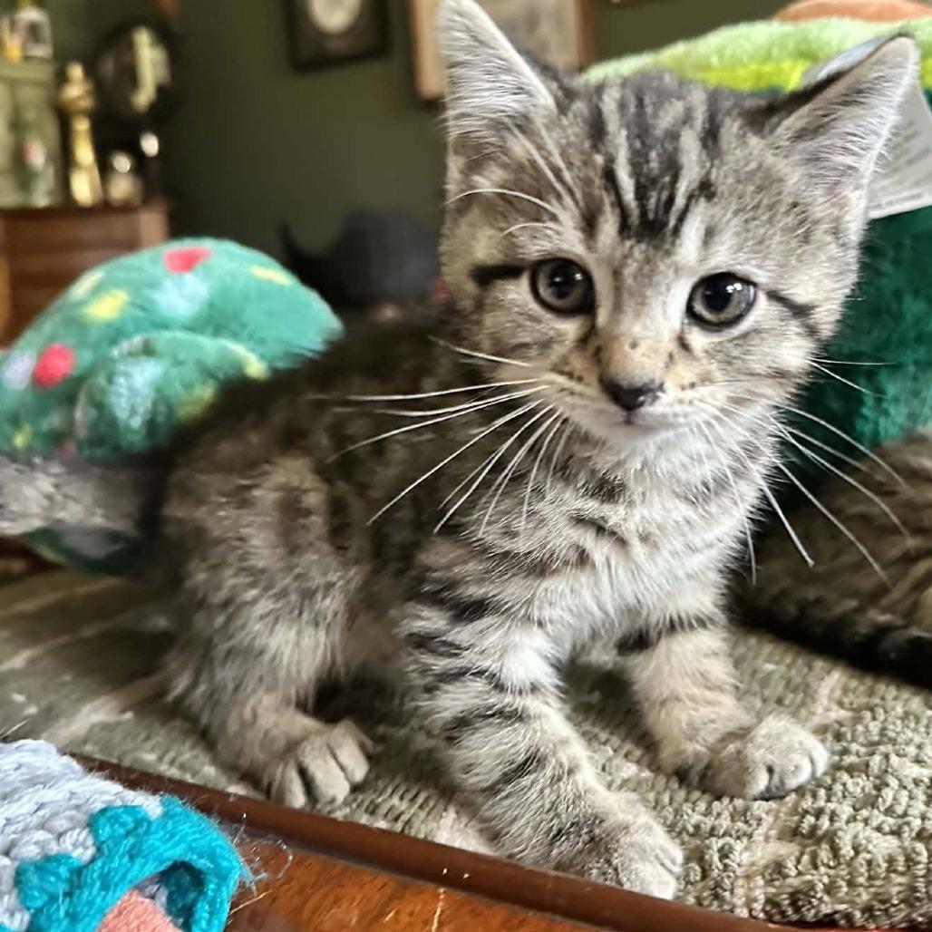 Drax, Adoptable, Kitten Male Domestic Short Hair.