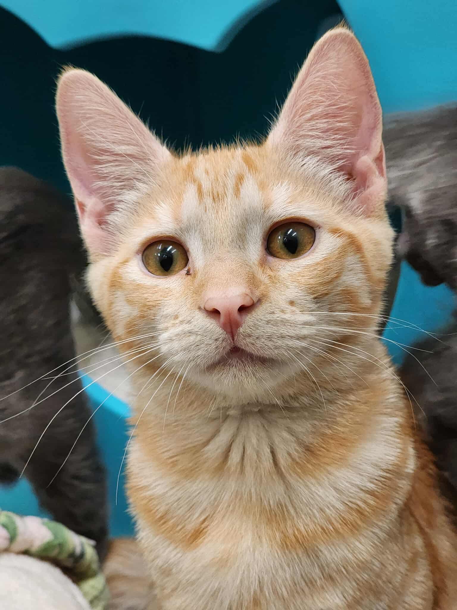 Tutu, Adoptable, Young Female Domestic Short Hair.