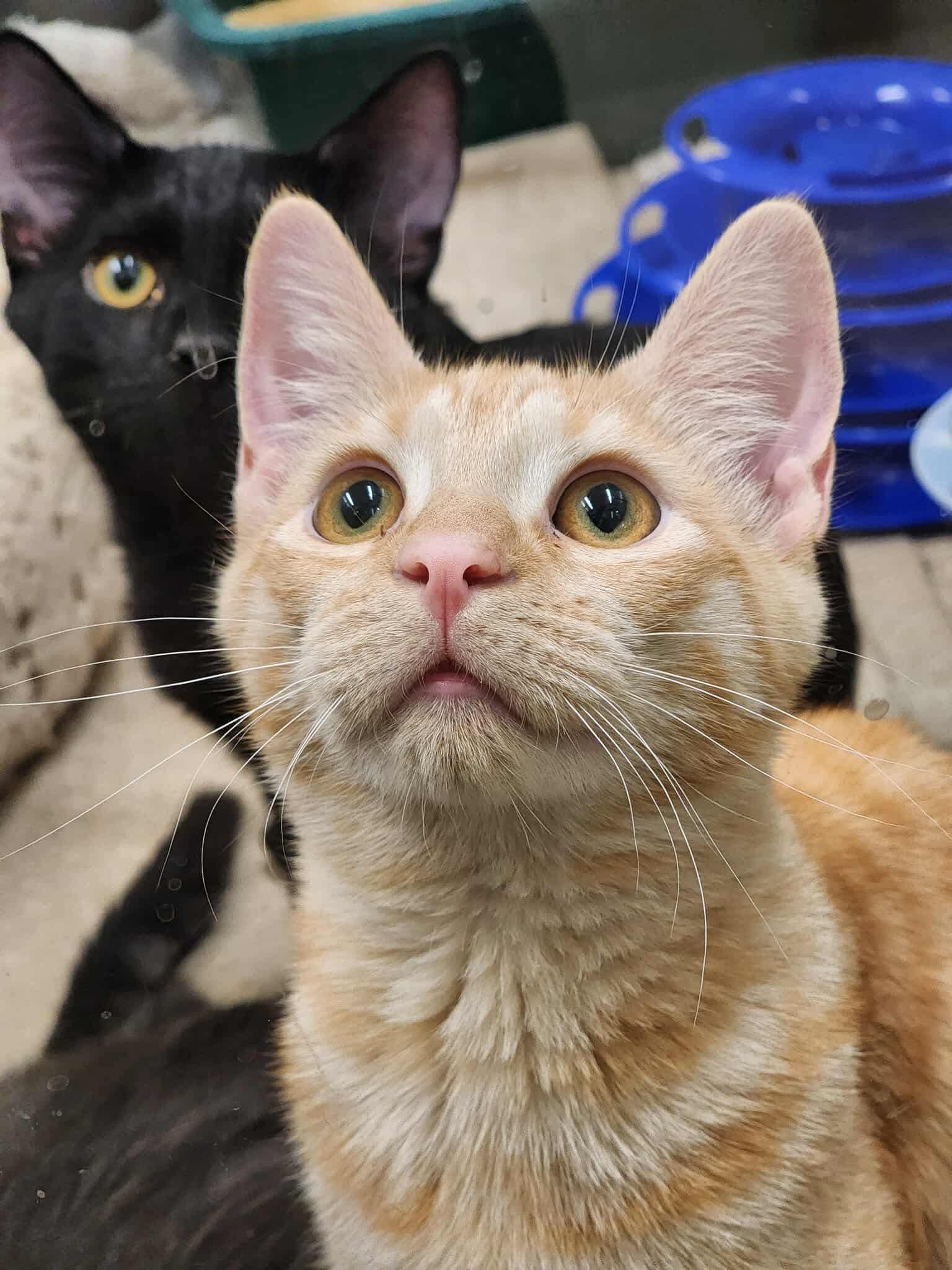 Tutu, Adoptable, Kitten Female Domestic Short Hair.