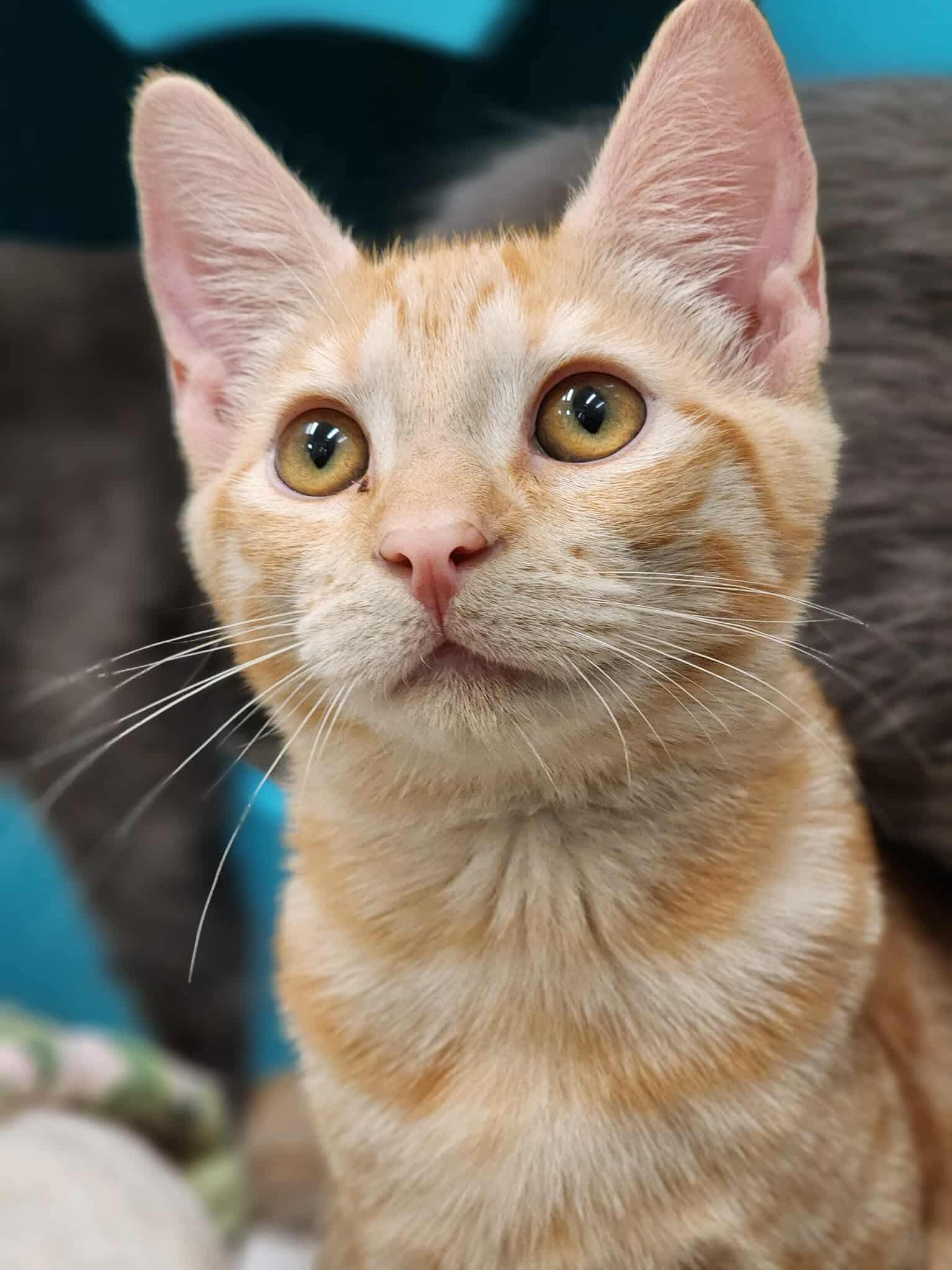 Enlarge Tutu, a Adoptable Domestic Short Hair in Sterling, VA image 3/5