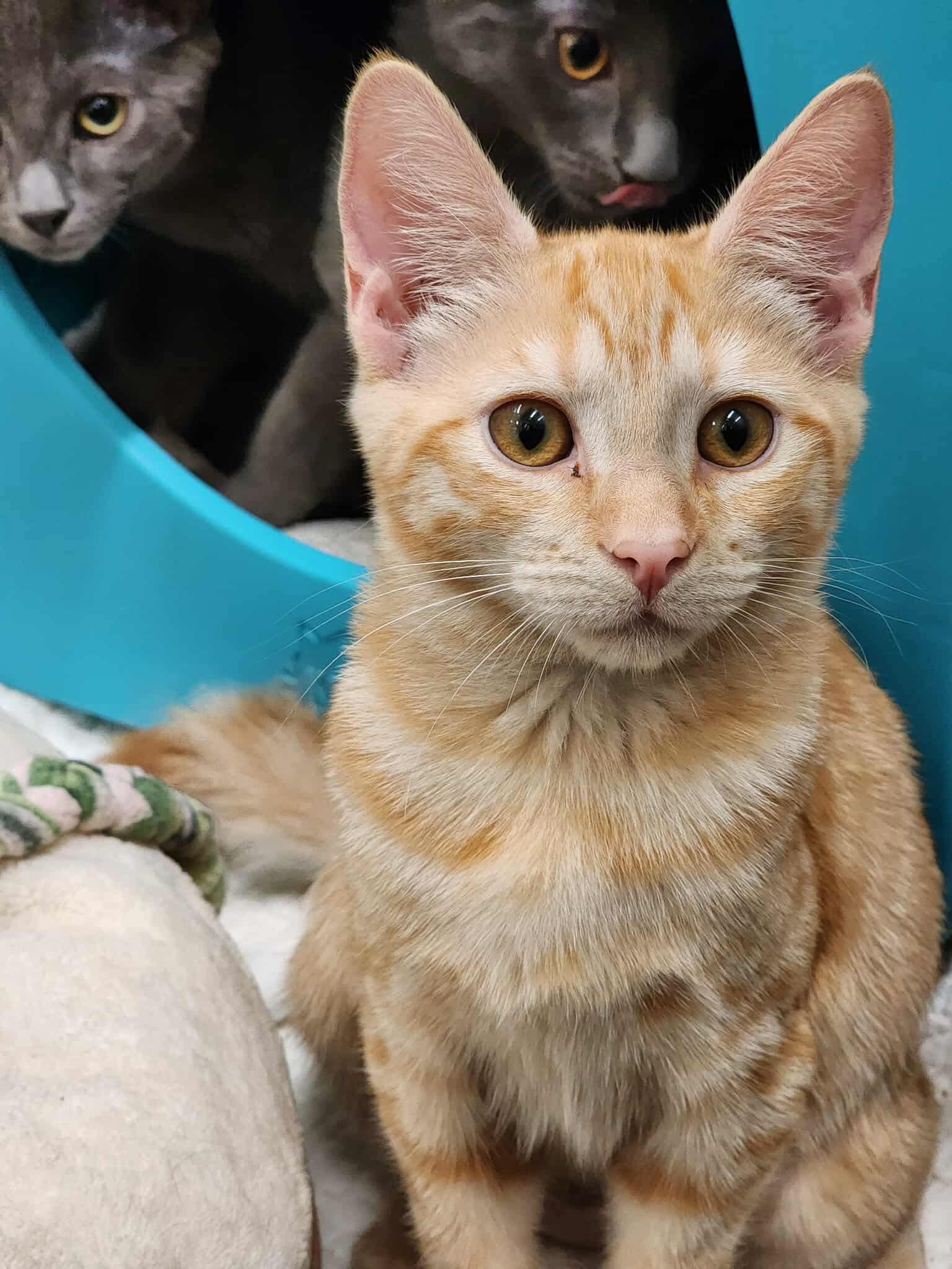 Enlarge Tutu, a Adoptable Domestic Short Hair in Sterling, VA image 4/5