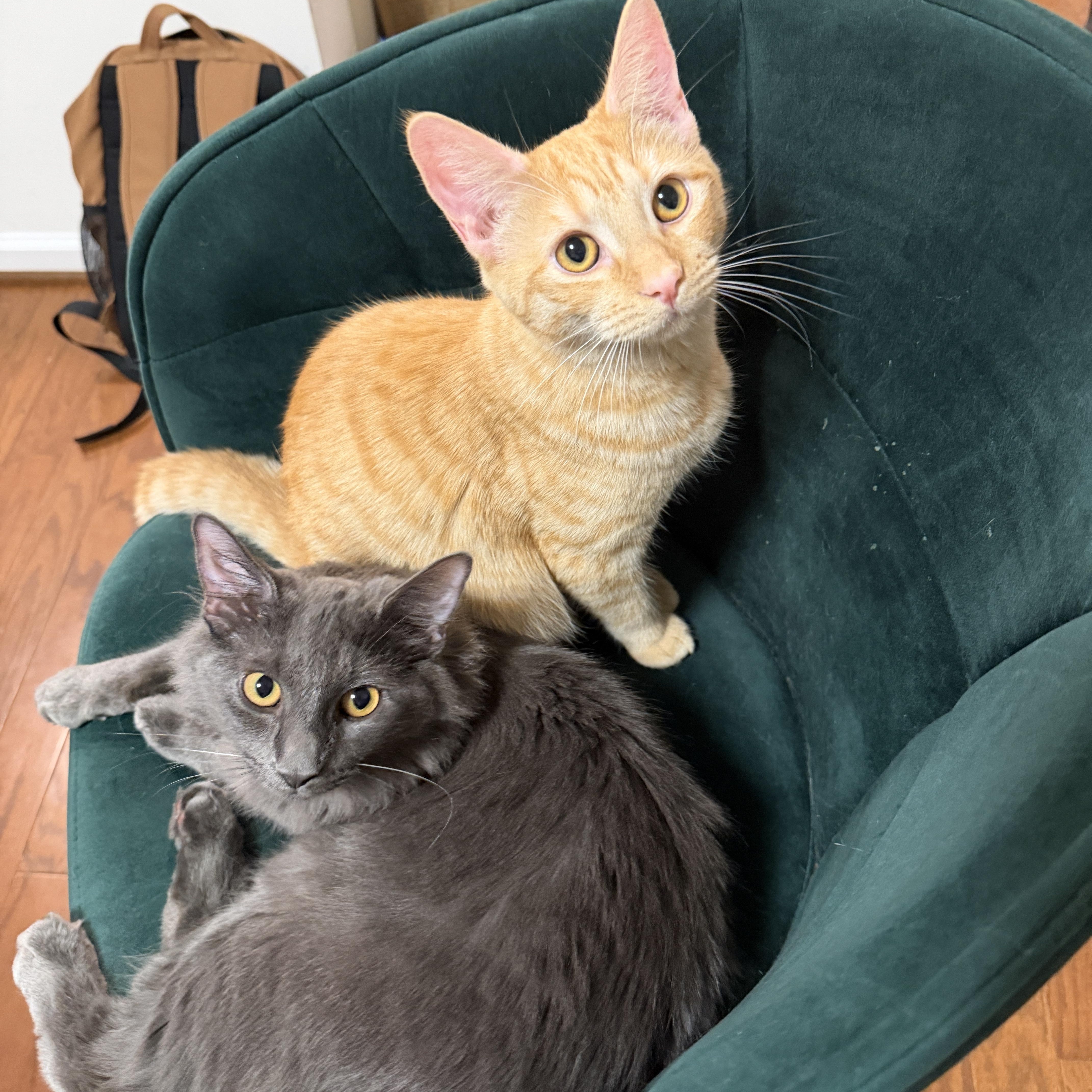 Enlarge Tutu, a Adoptable Domestic Short Hair in Sterling, VA image 2/6