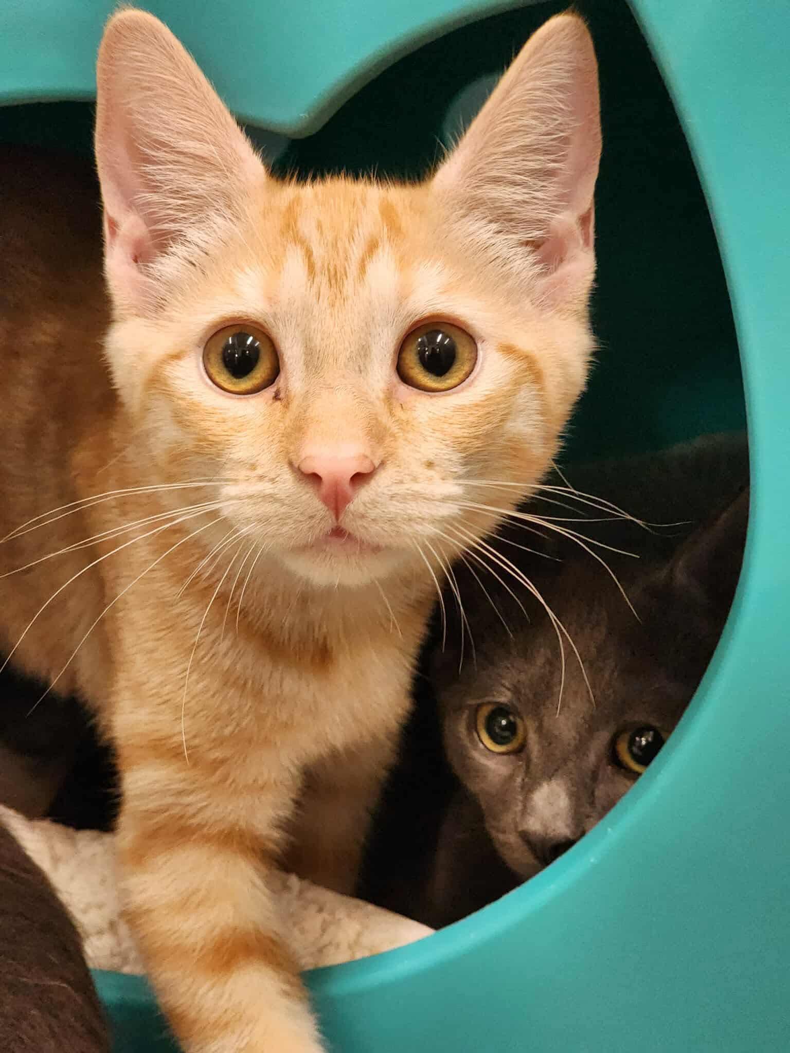 Enlarge Tutu, a Adoptable Domestic Short Hair in Sterling, VA image 5/5