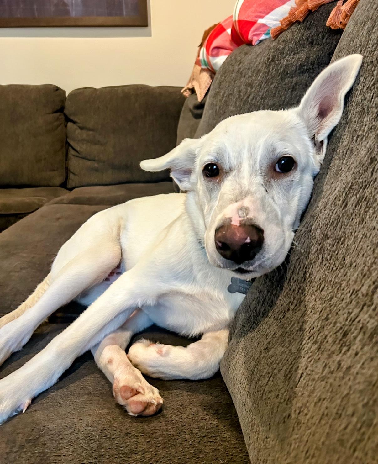 Enlarge Dodger, a ADOPTABLE mixed breed in Columbia, MD image 3/5