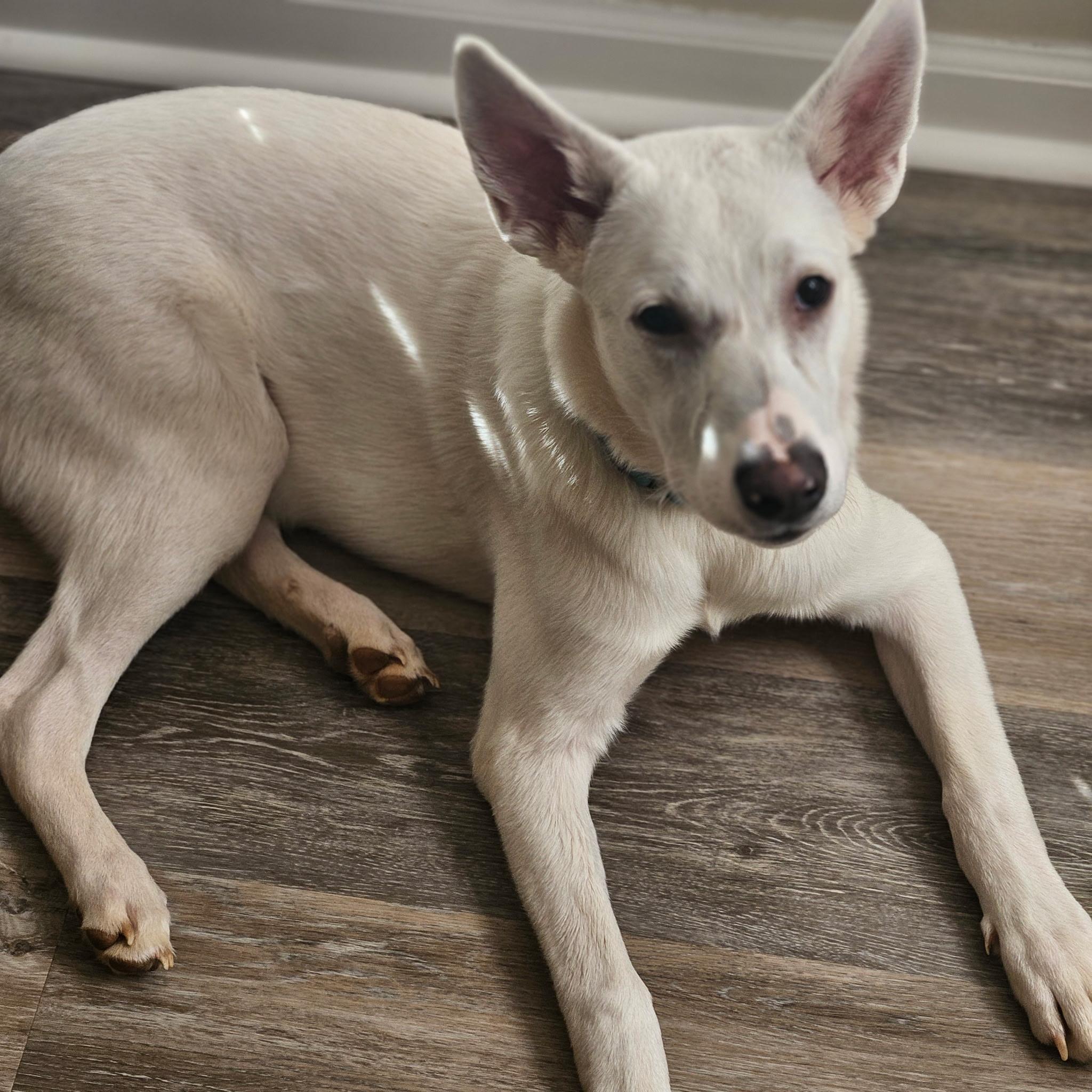 Enlarge Dodger, a ADOPTABLE mixed breed in Columbia, MD image 5/5