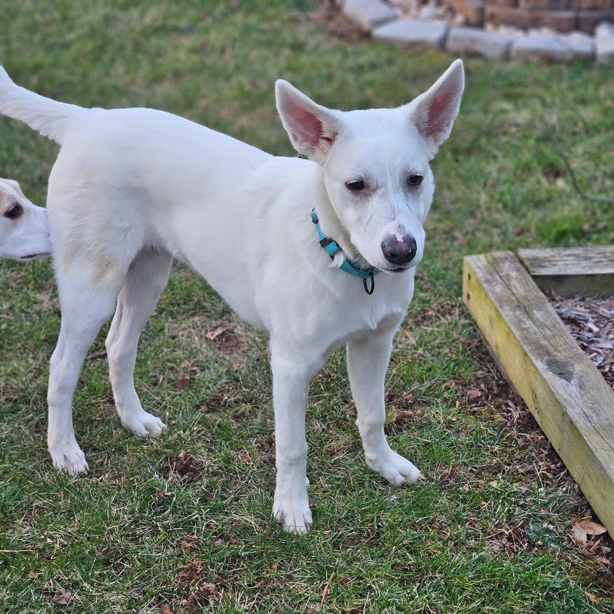Enlarge Dodger, a ADOPTABLE mixed breed in Columbia, MD image 1/5