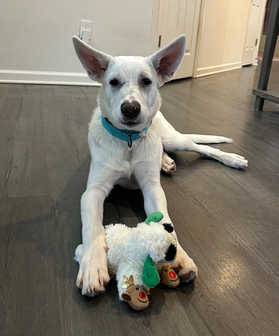 Enlarge Dodger, a ADOPTABLE mixed breed in Columbia, MD image 2/5