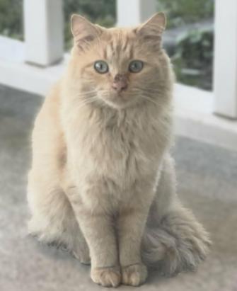 Enlarge Remus, an adopted mixed breed in Frederick, MD image 2/2