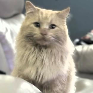 Enlarge Remus, an adopted mixed breed in Frederick, MD image 1/2