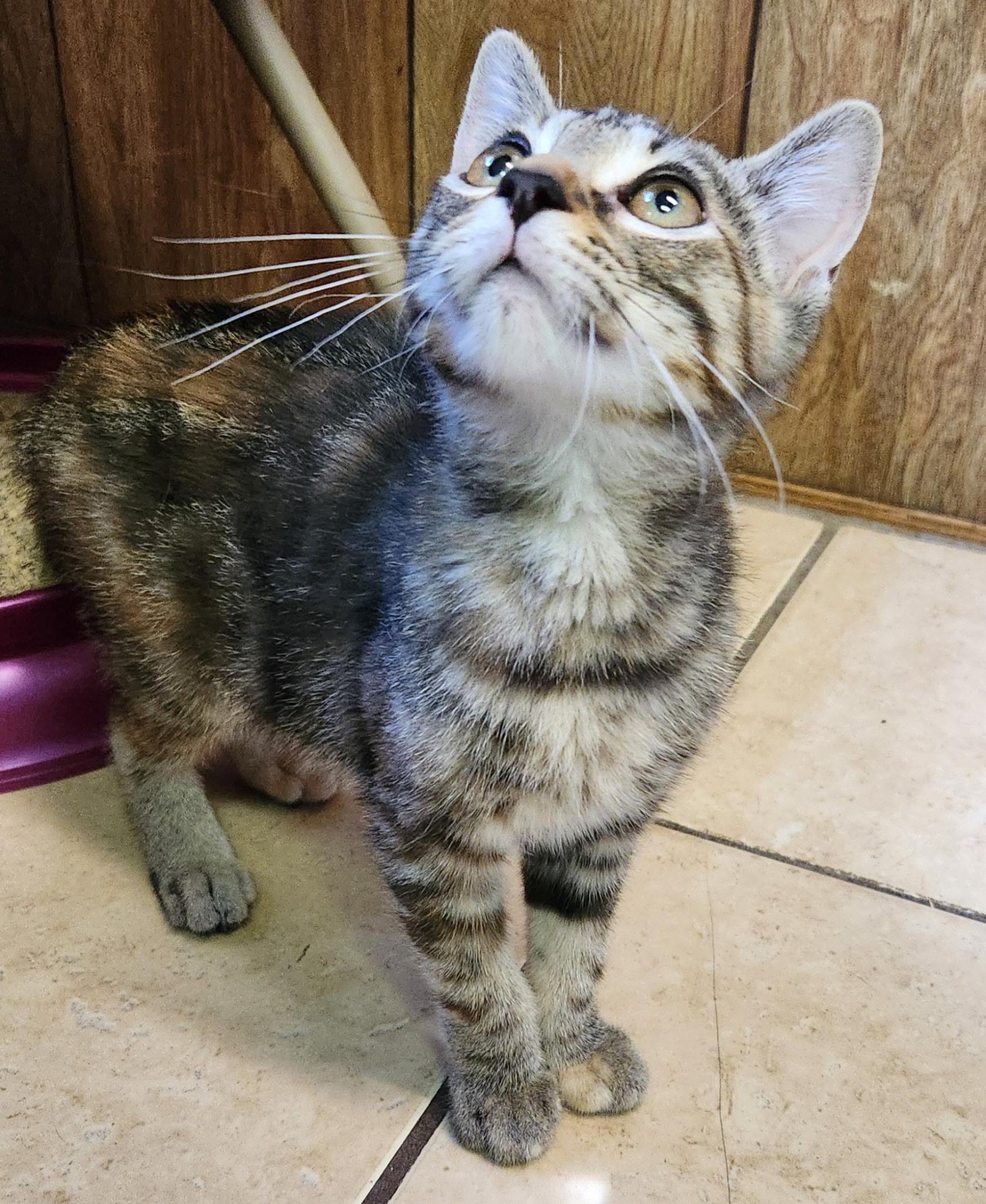 Enlarge Gale, a ADOPTABLE Tabby in Linden, NJ image 3/4