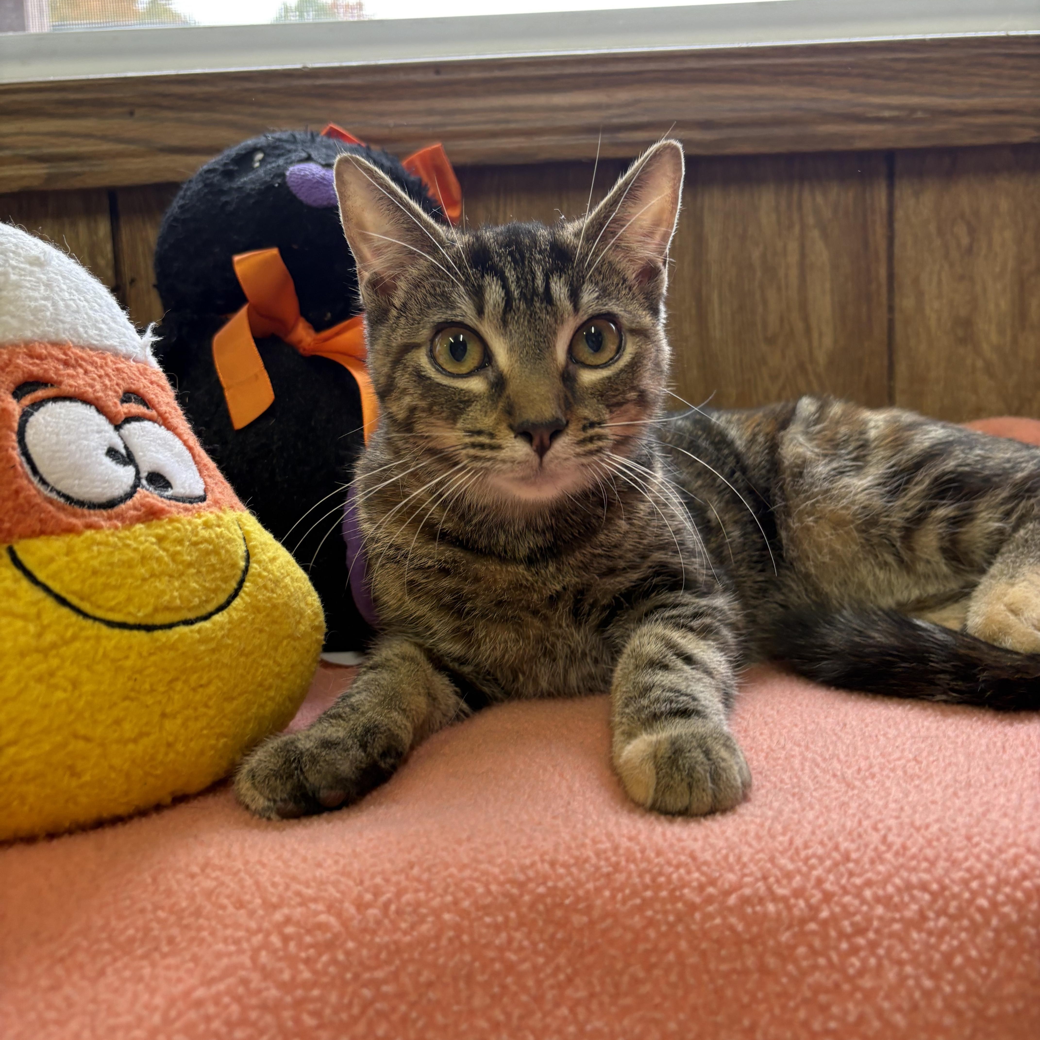 Enlarge Gale, a Adopted Tabby in Linden, NJ image 1/5