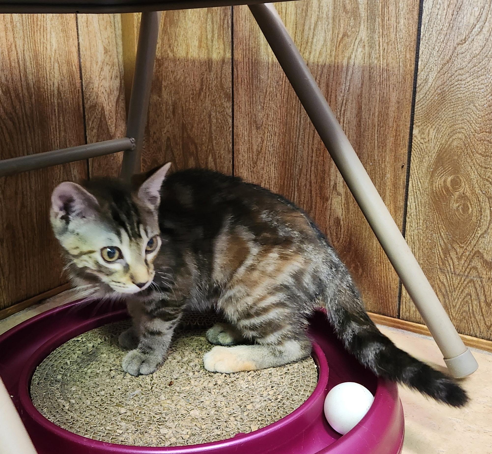 Enlarge Gale, a ADOPTABLE Tabby in Linden, NJ image 4/4