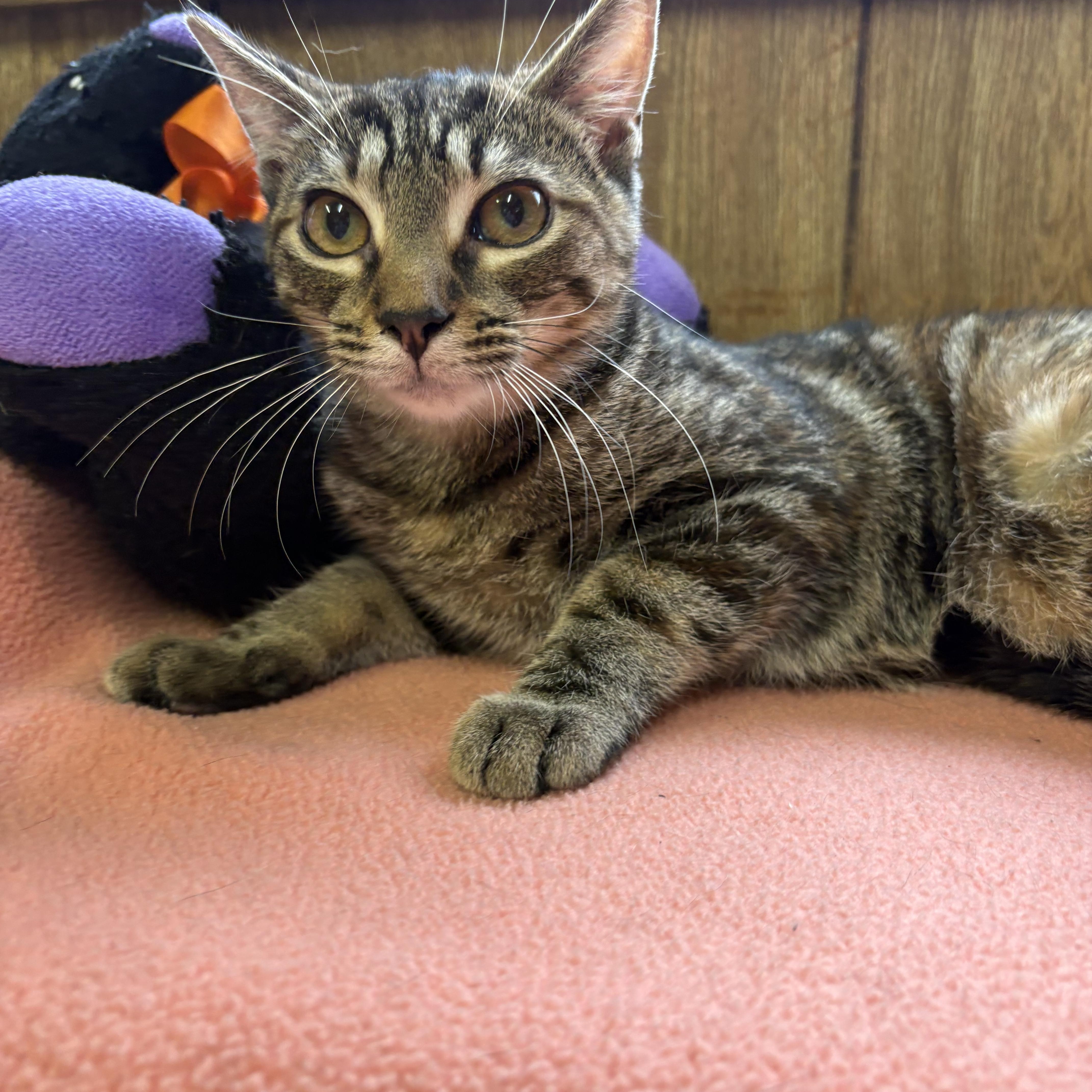 Enlarge Gale, a Adopted Tabby in Linden, NJ image 2/5