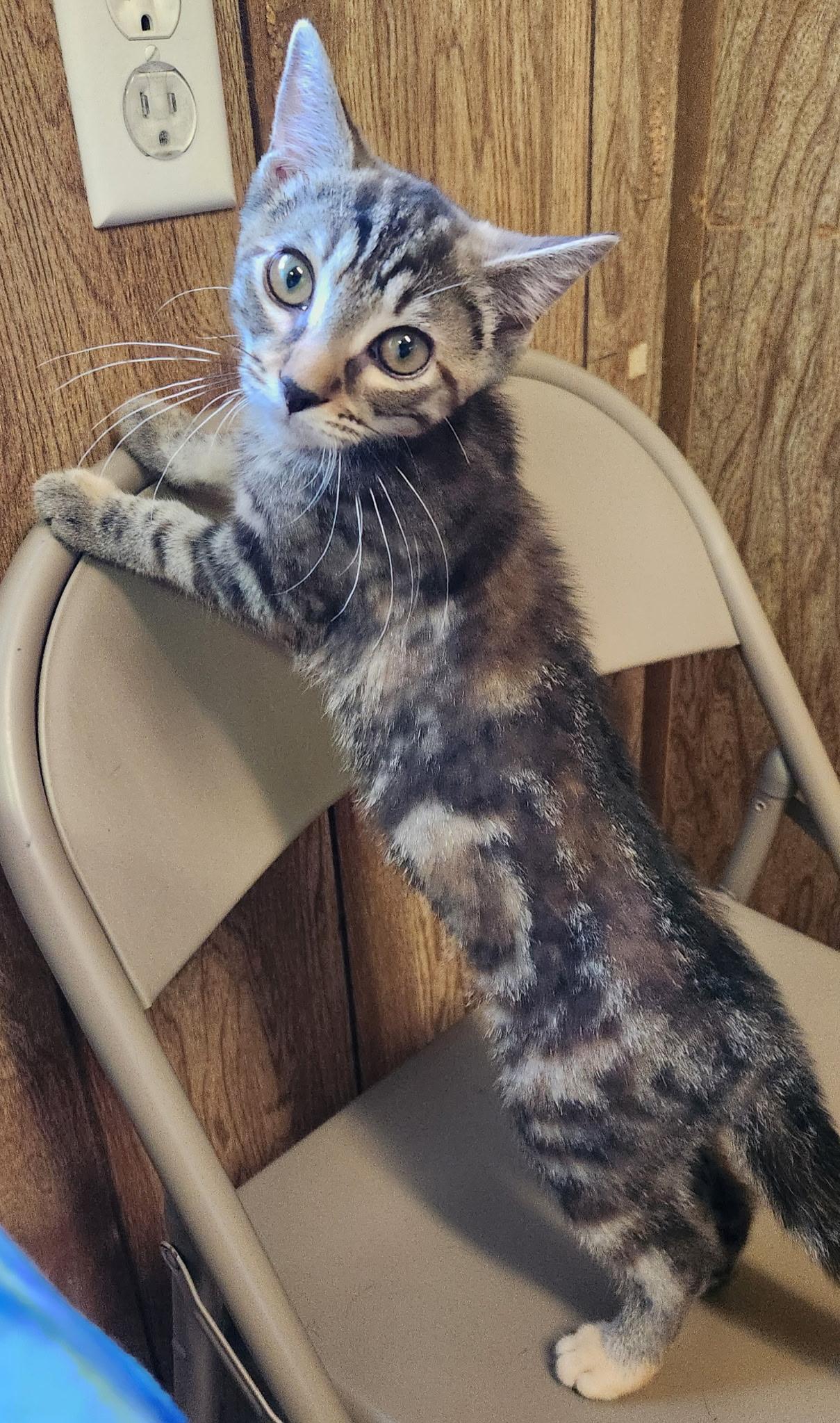 Gale, ADOPTABLE, Kitten Female Tabby.