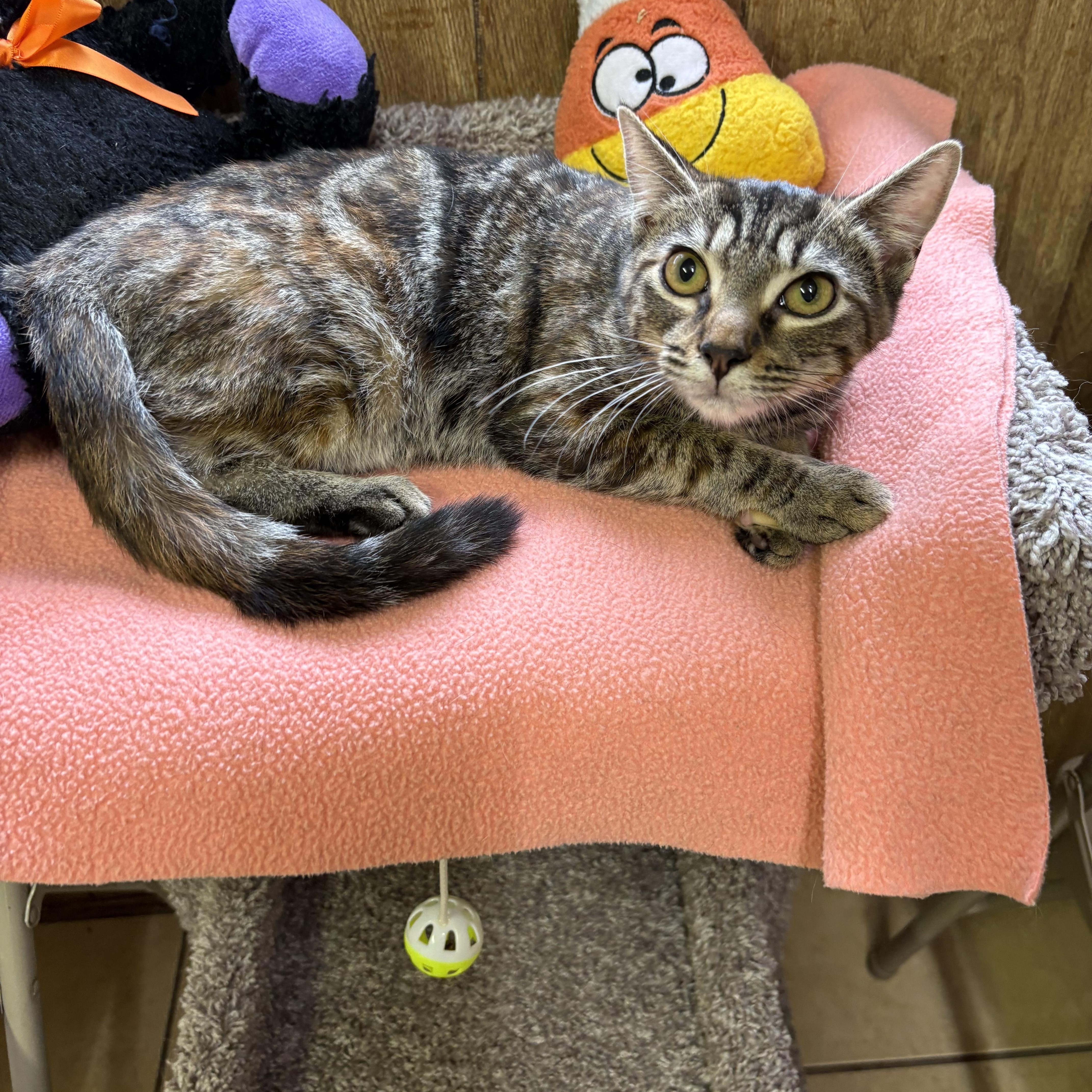 Enlarge Gale, a Adopted Tabby in Linden, NJ image 3/5