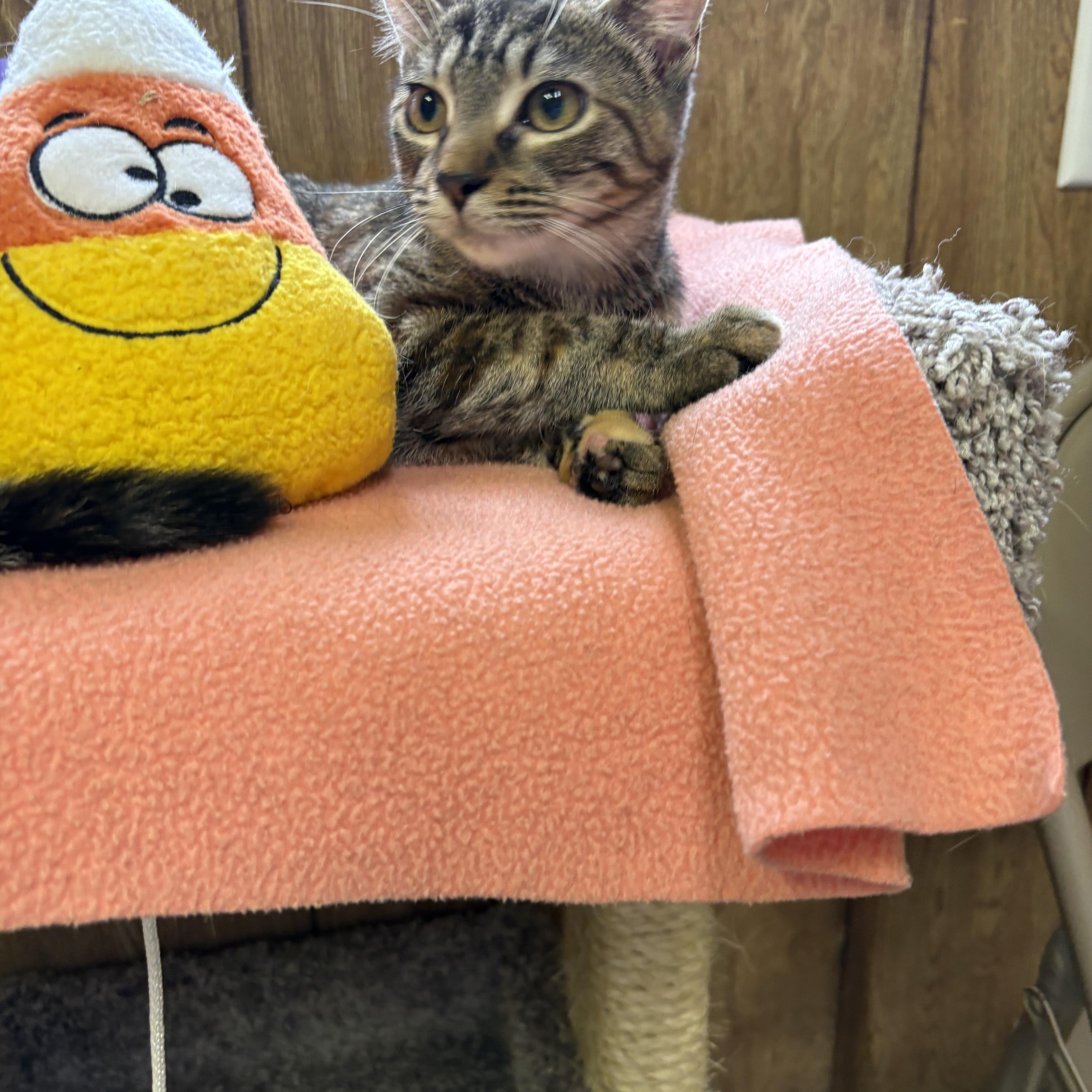 Enlarge Gale, a Adopted Tabby in Linden, NJ image 4/5