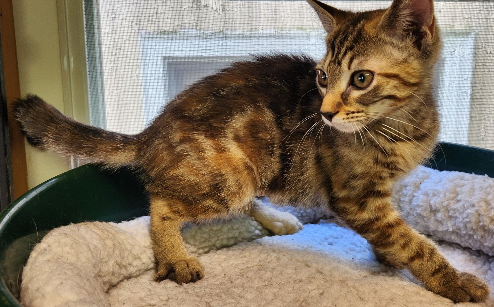 Enlarge Gale, a ADOPTABLE Tabby in Linden, NJ image 2/4