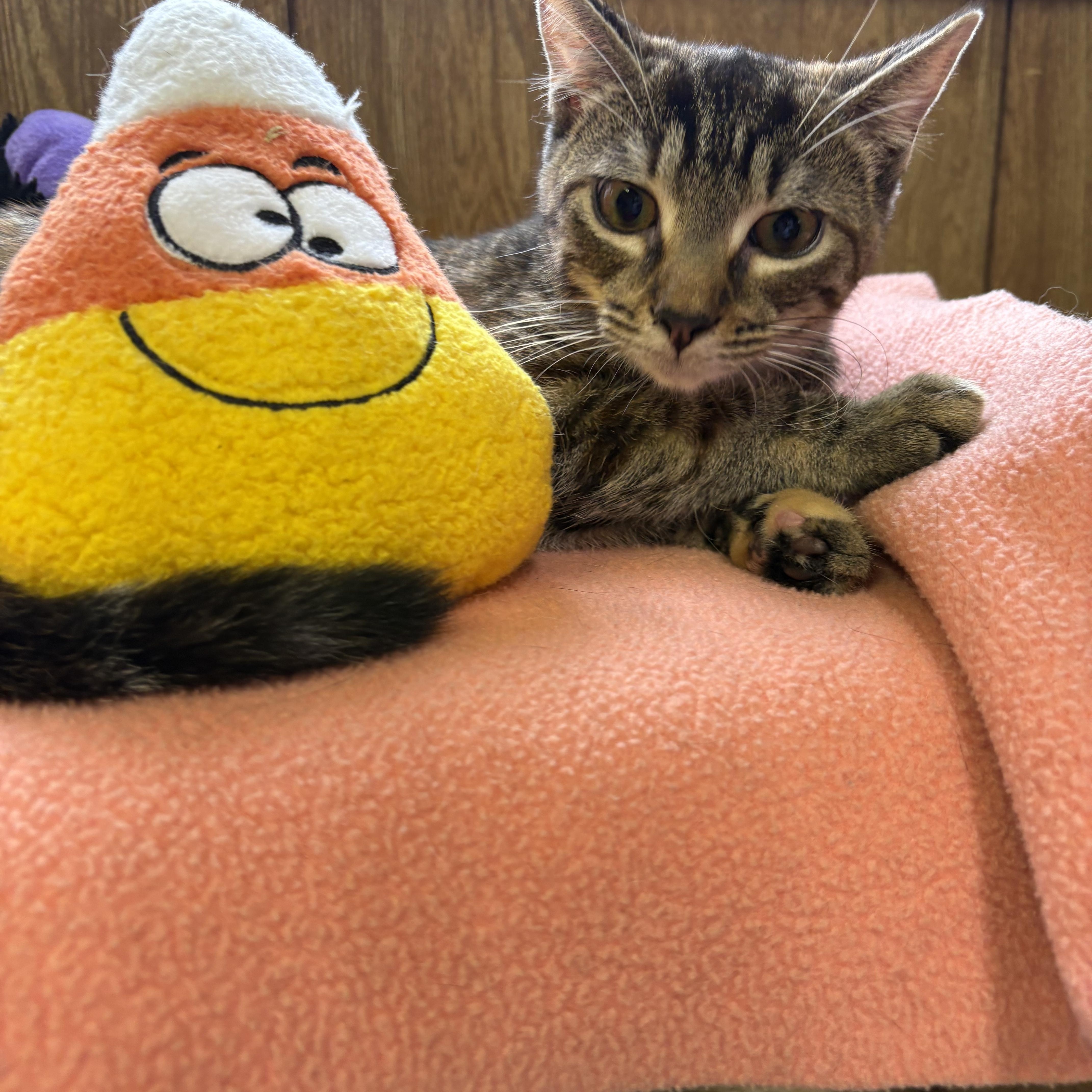 Enlarge Gale, a Adopted Tabby in Linden, NJ image 5/5