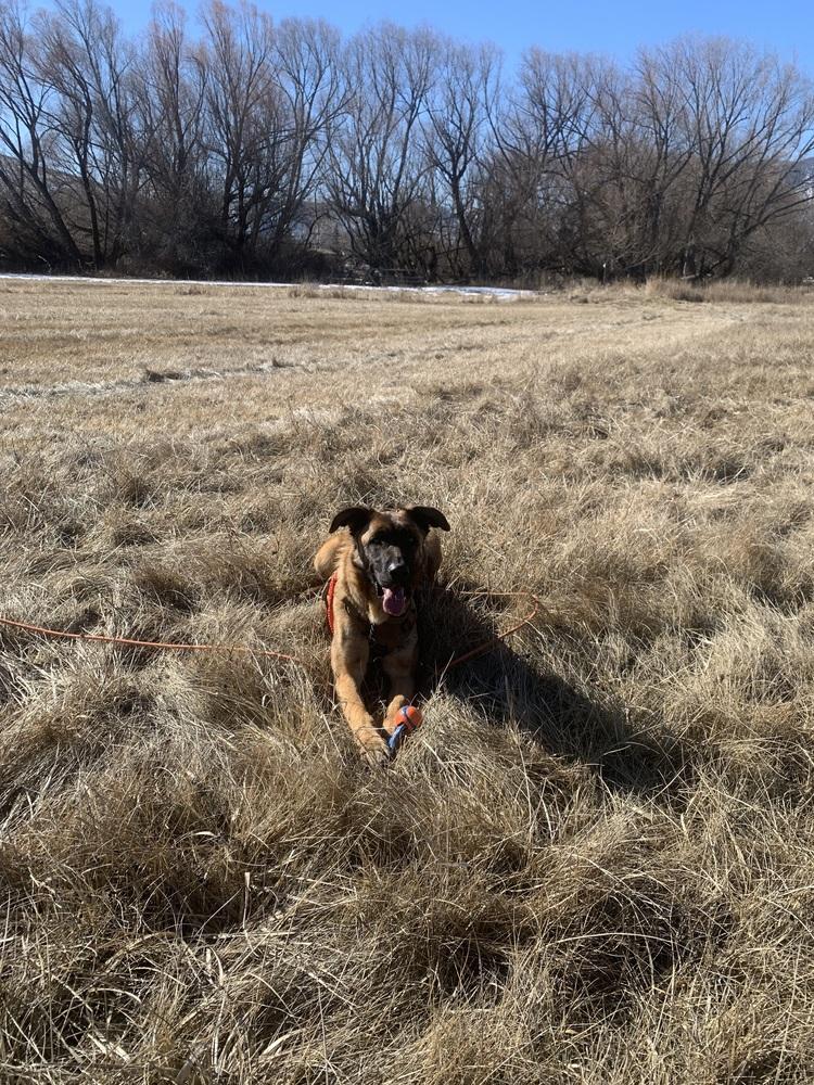 Enlarge Cash, a Adoptable mixed breed in Salmon, ID image 1/6