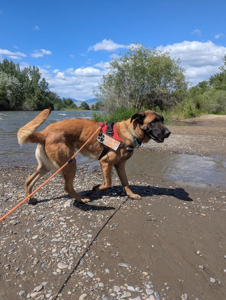 Cash, Adoptable, Adult Male German Shepherd Dog.