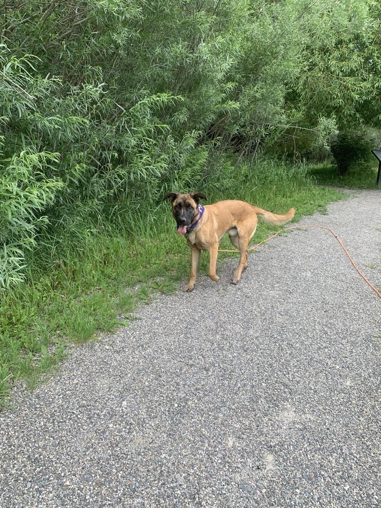 Enlarge Cash, a Adoptable mixed breed in Salmon, ID image 2/6