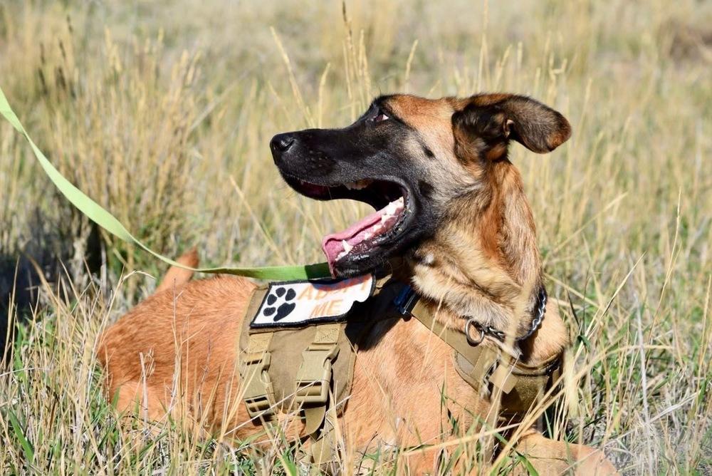 Enlarge Cash, a Adoptable mixed breed in Salmon, ID image 4/6