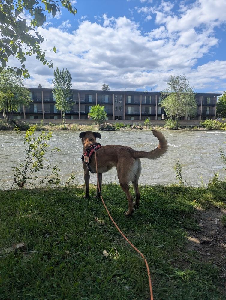 Enlarge Cash, a Adoptable mixed breed in Salmon, ID image 5/6