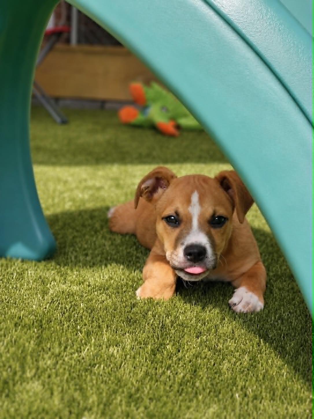 Enlarge Summit, an adopted mixed breed in Buffalo, NY image 4/6