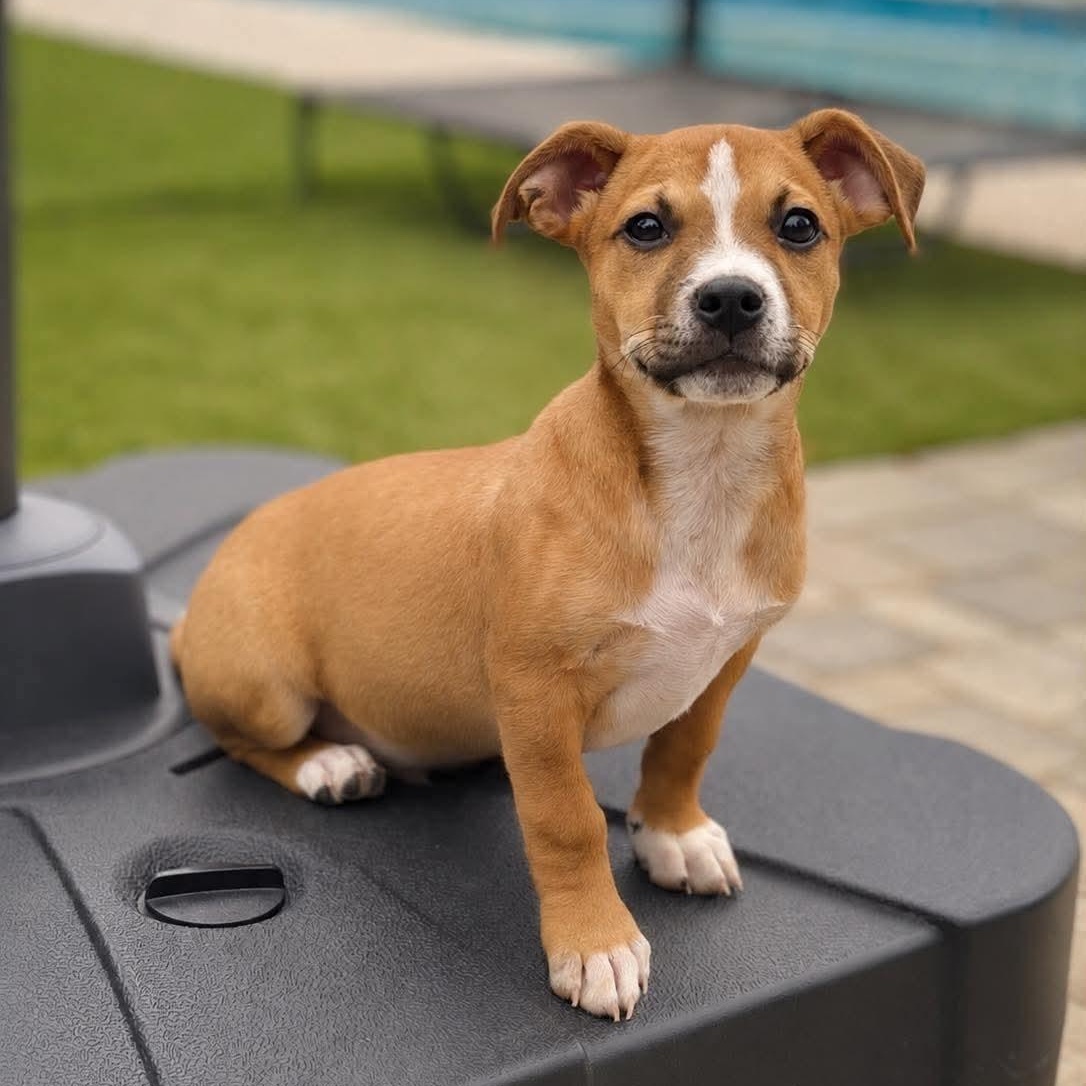 Summit, adopted, Puppy Male Dachshund.