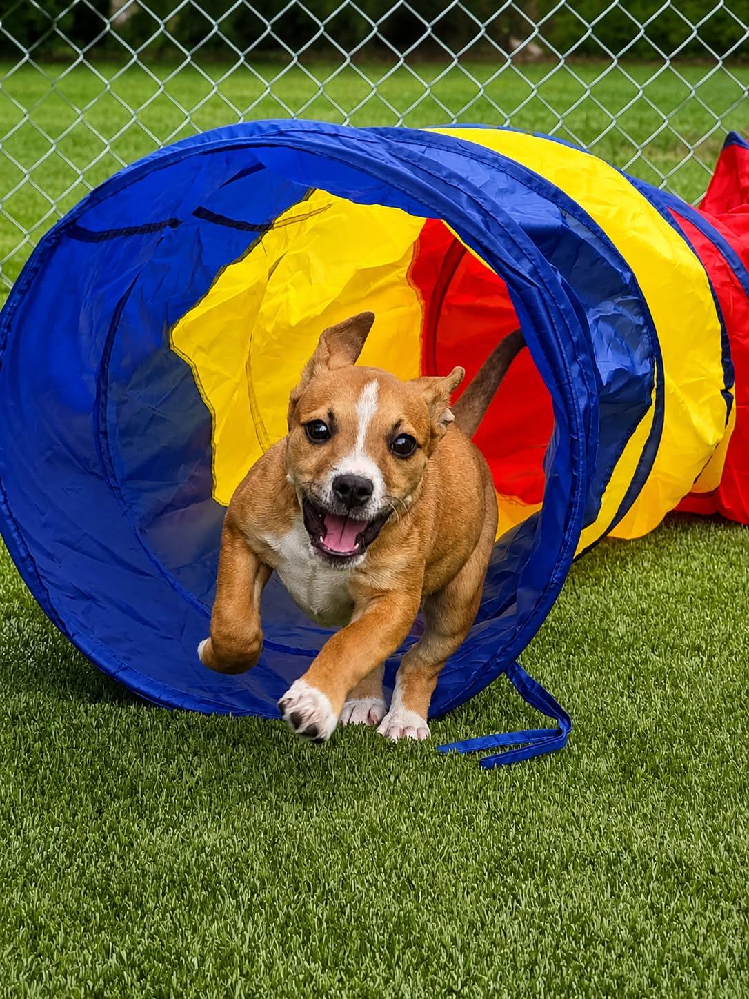Enlarge Summit, an adopted mixed breed in Buffalo, NY image 2/6