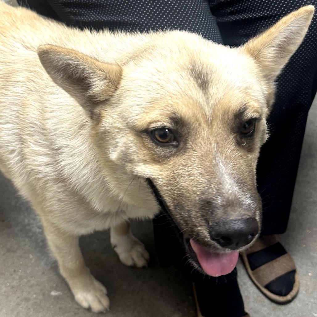 Daisy, Adoptable, Adult Female German Shepherd Dog.