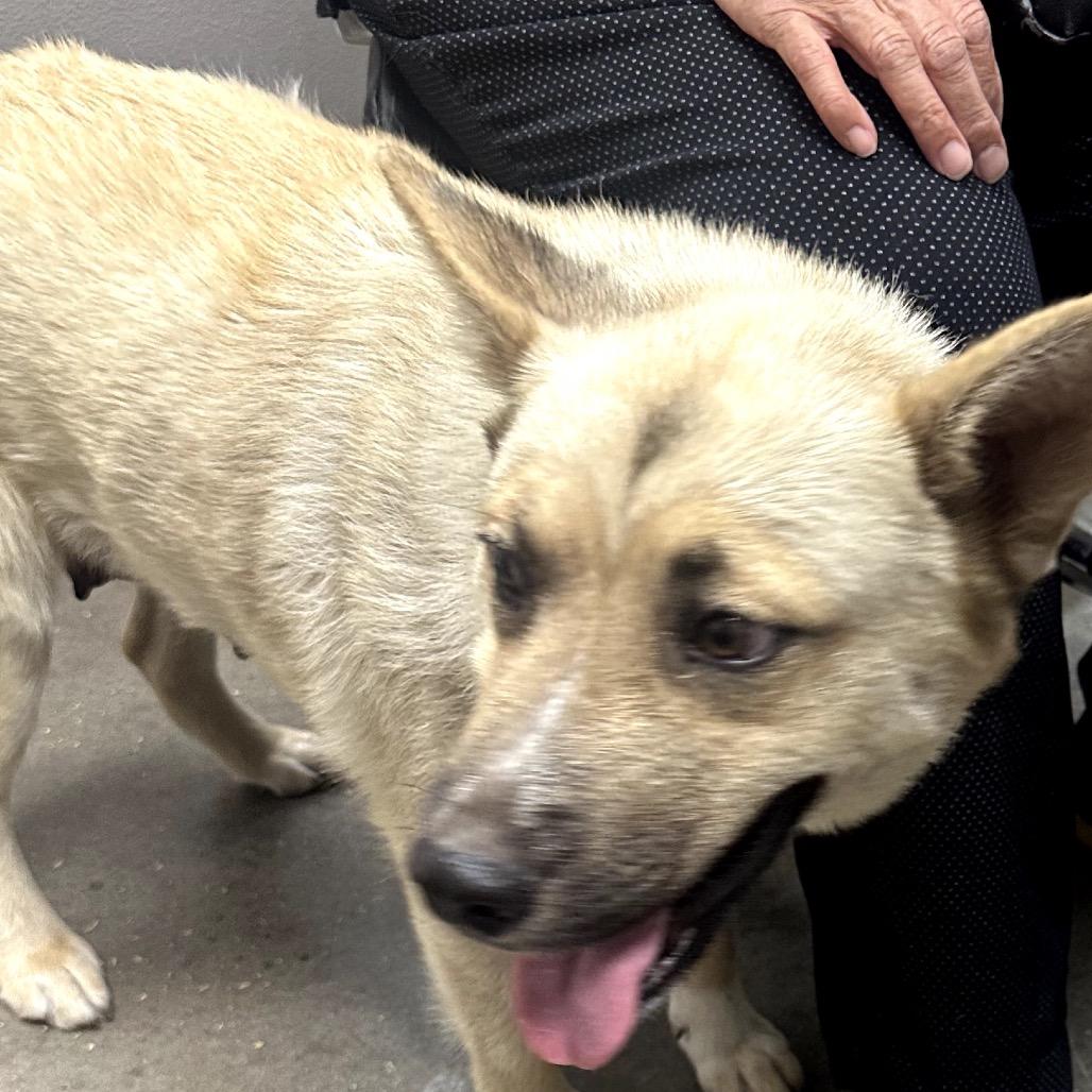 Enlarge Daisy, a Adoptable German Shepherd Dog in Midland, TX image 2/2