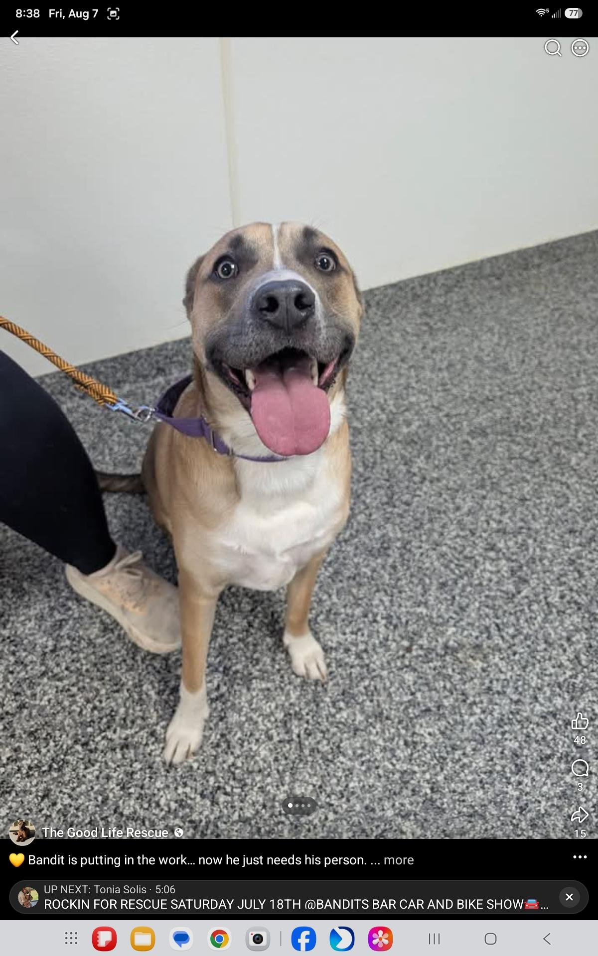 Bandit, Adoptable, Young Male Mixed Breed.